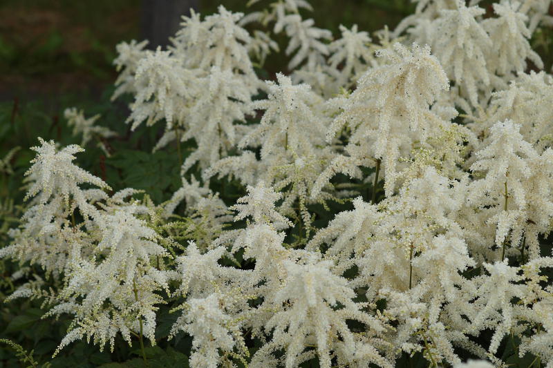 Astilbe Japonica-Hybr. 'Deutschland'