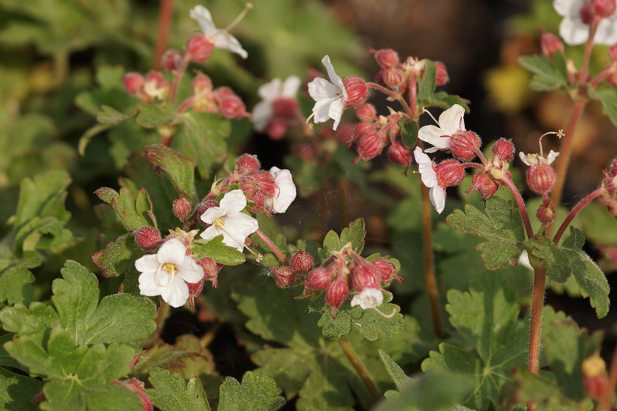 Geranium macrorrhizum 'Spessart'