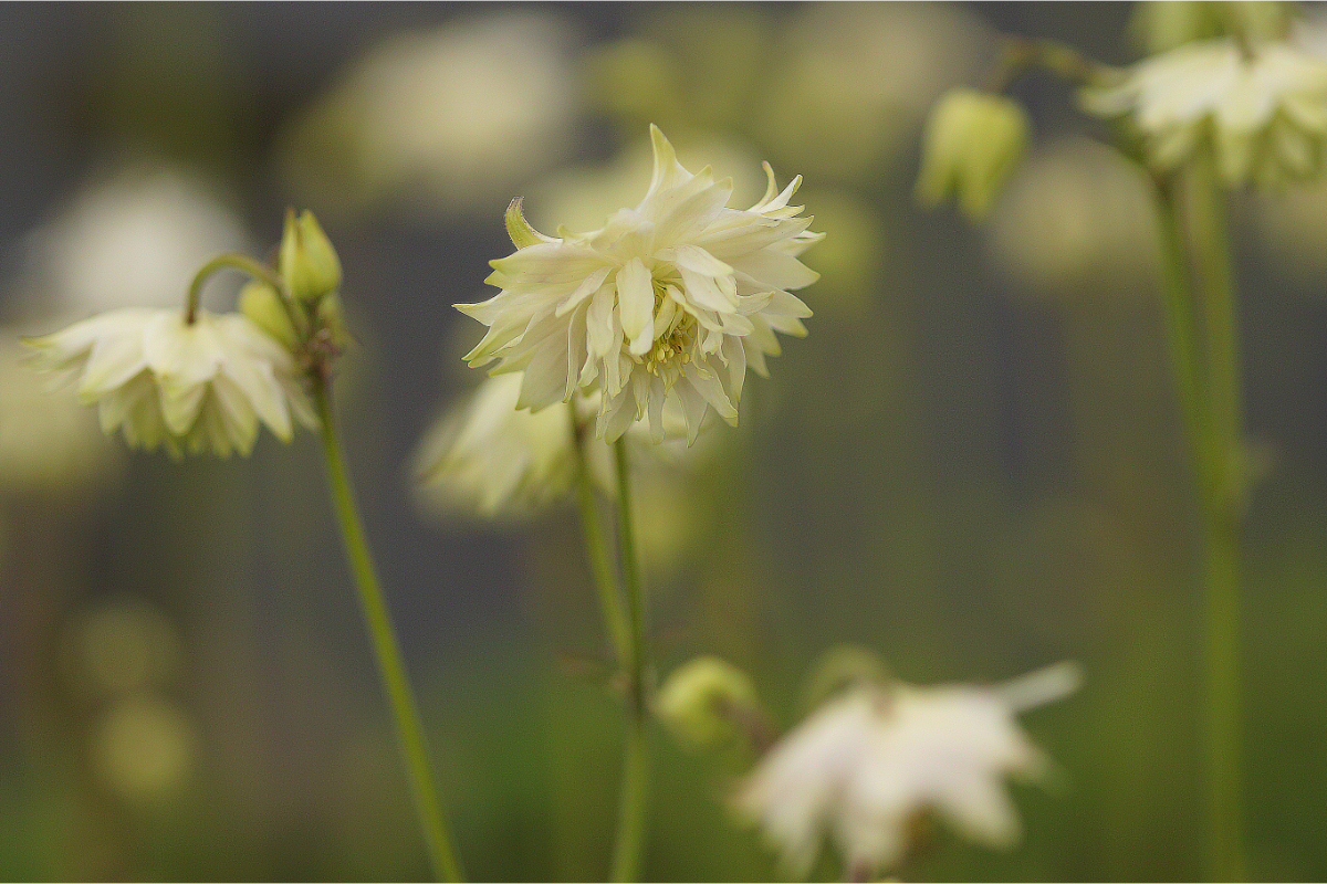 Aquilegia vulgaris plena 'White Barlow' - Akelei