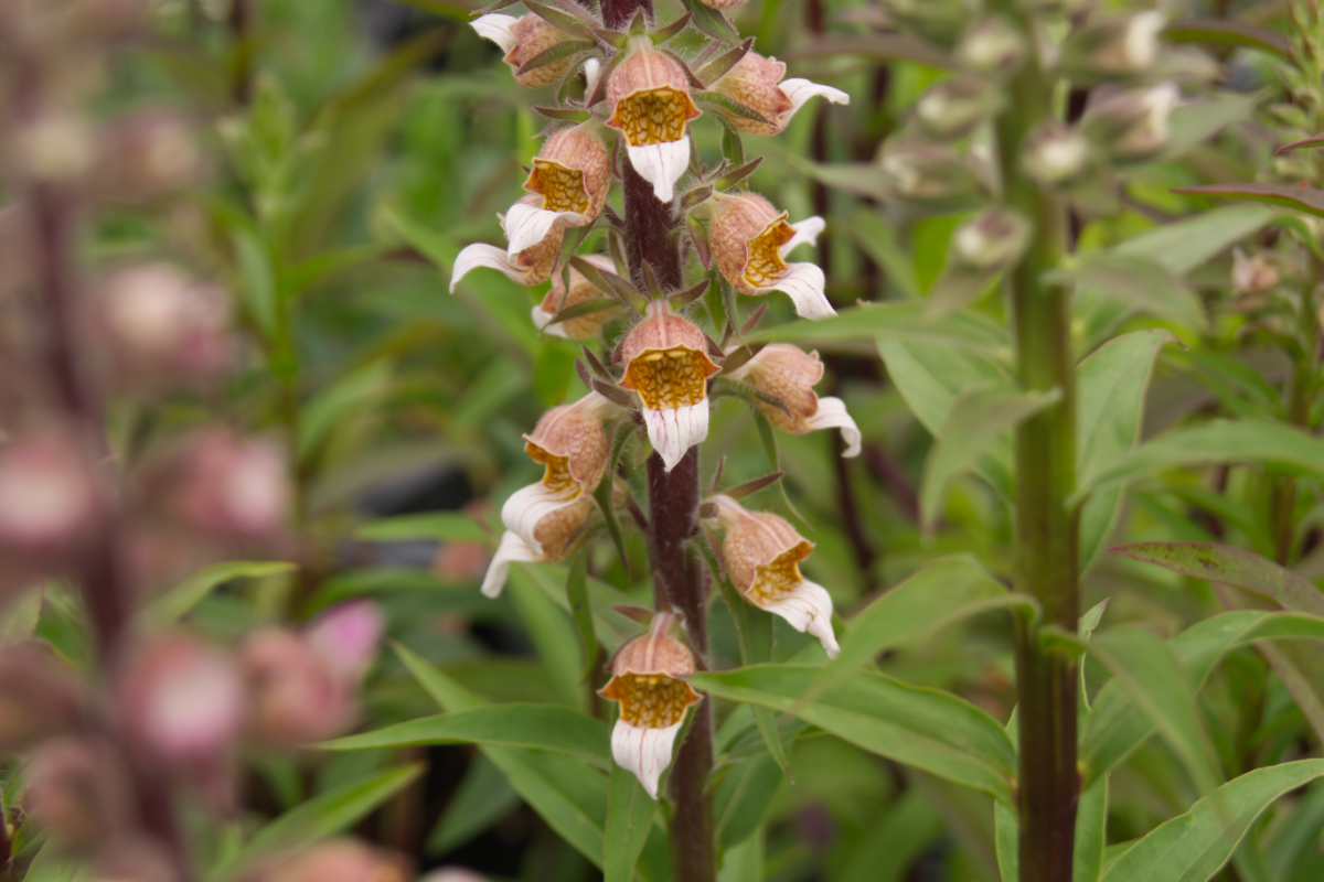 Digitalis lanata