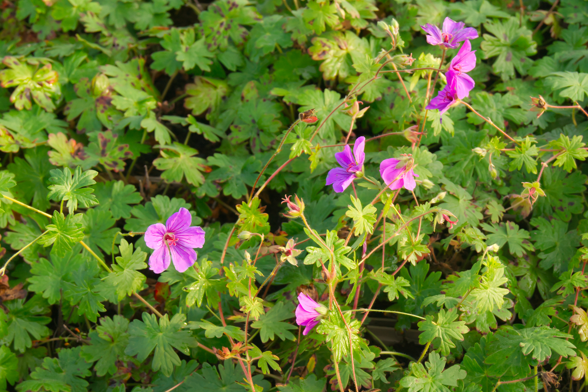 Geranium Sanguineum-Hybride 'Dilys'