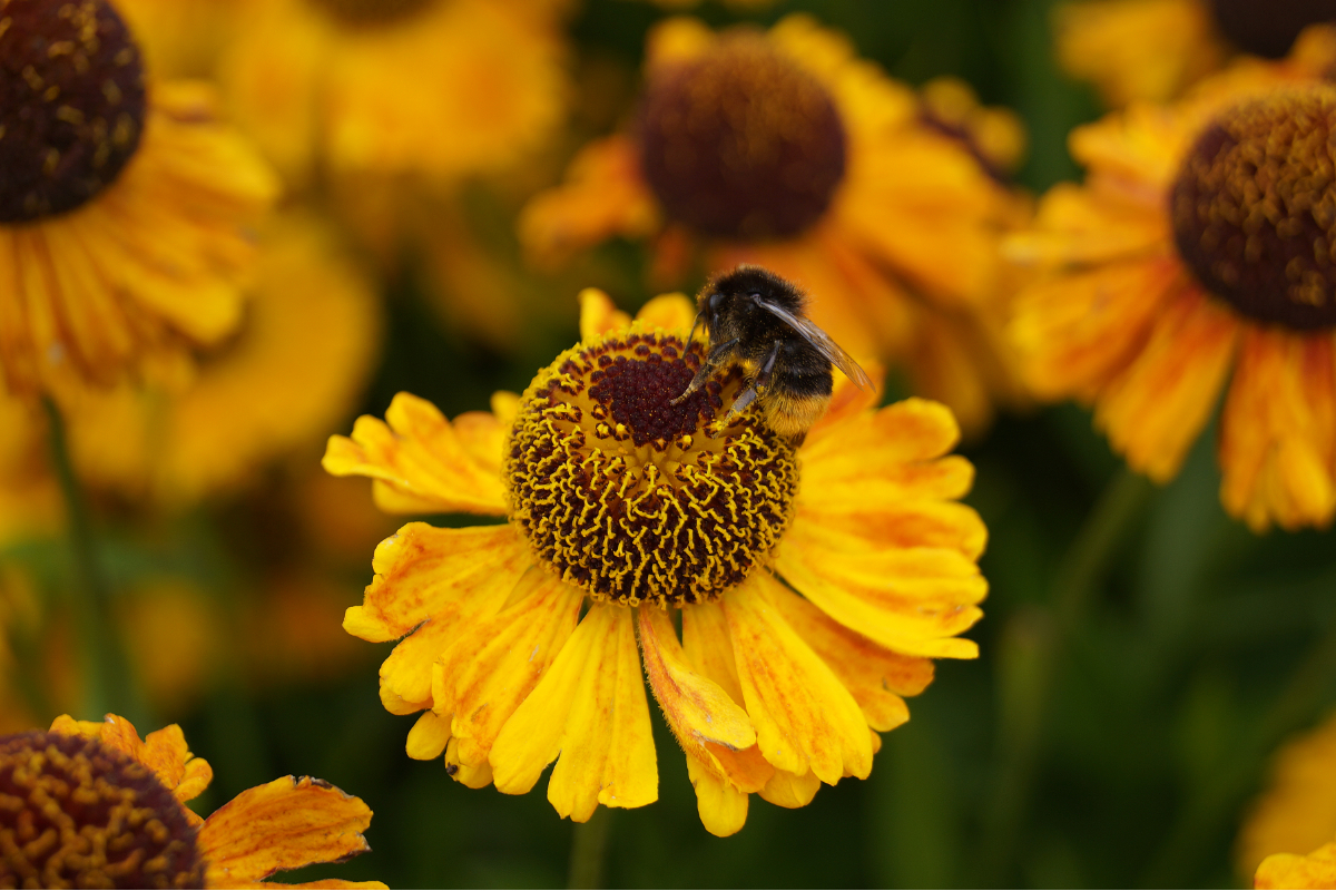 Helenium Hybride 'Wyndley'