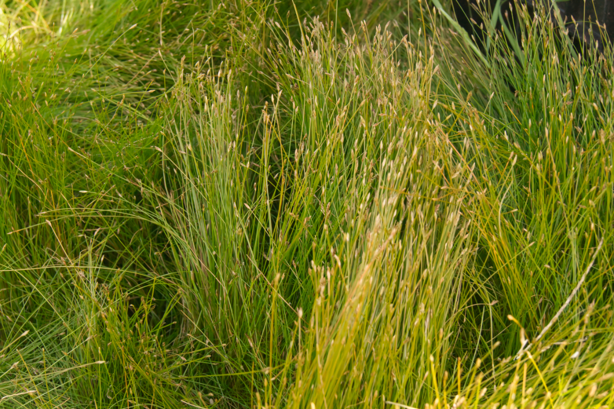 Eleocharis acicularis
