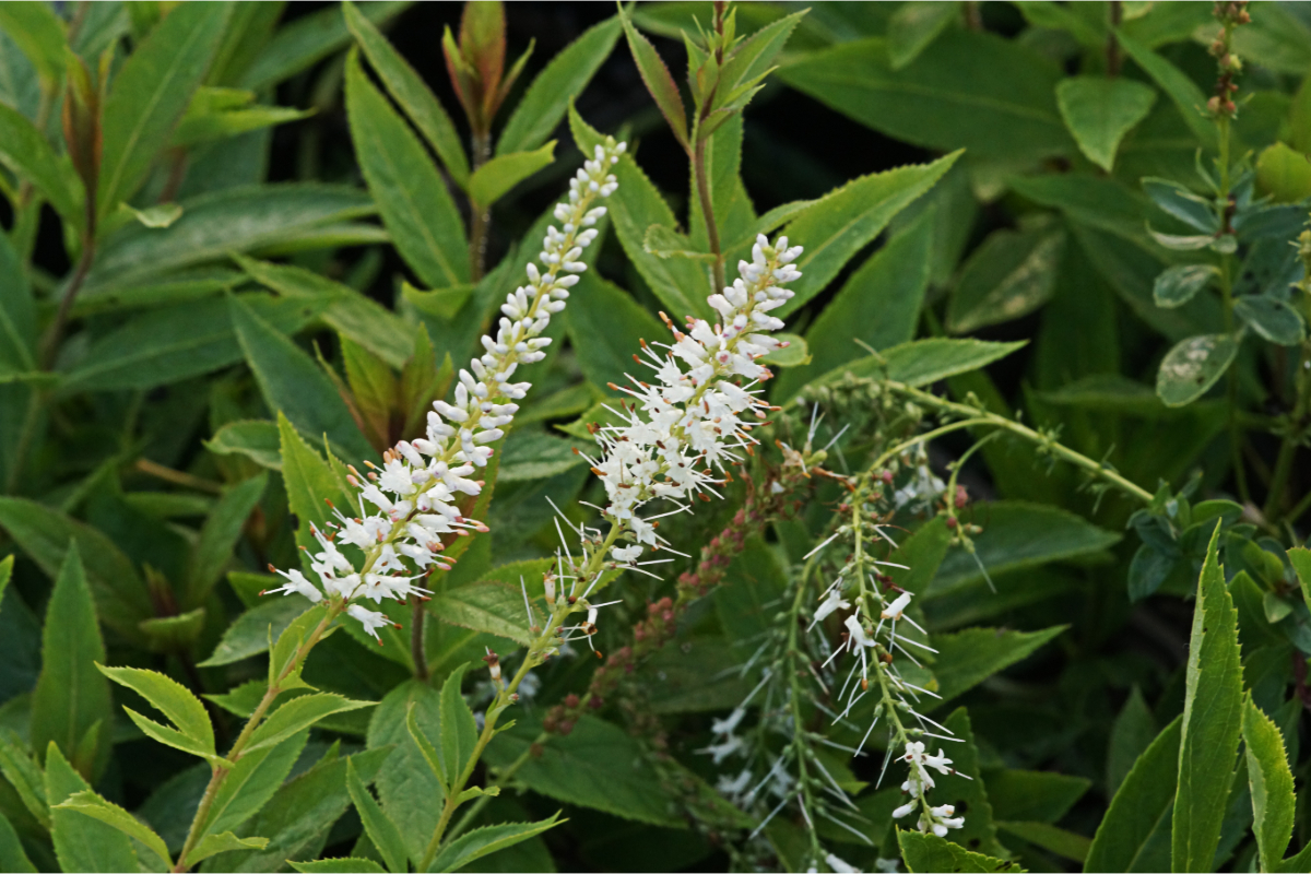 Veronicastrum (Veronica) virginicum 'Diana'