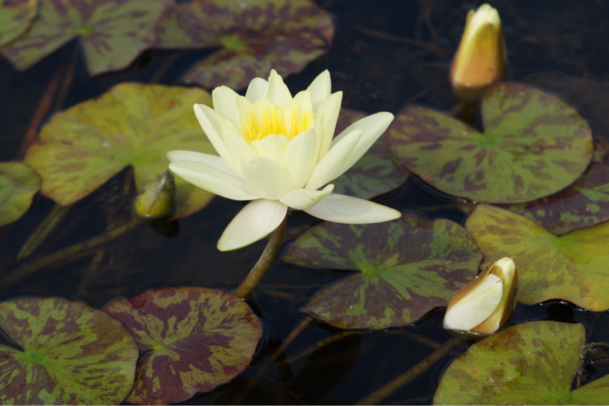Nymphaea Hybride 'Marliacea Chromatella'