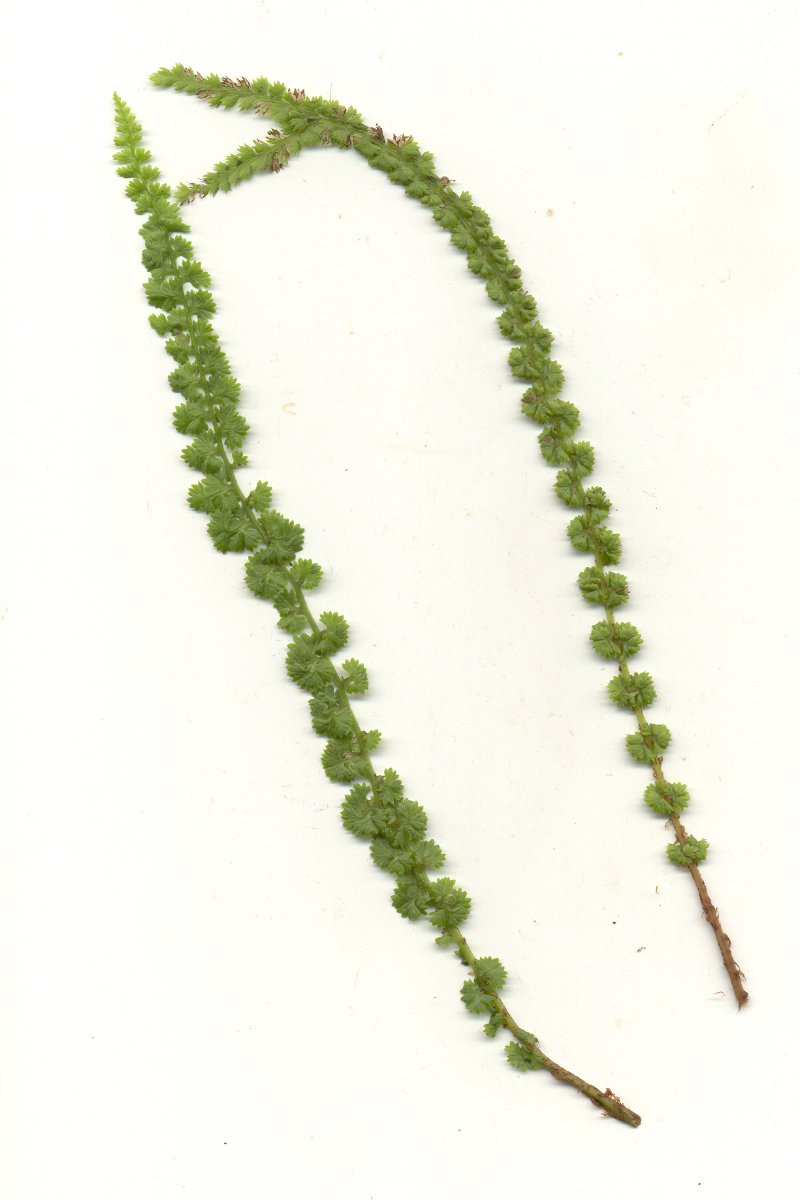 Athyrium filix-femina 'Frizelliae' gen - Wendeltreppenfarn