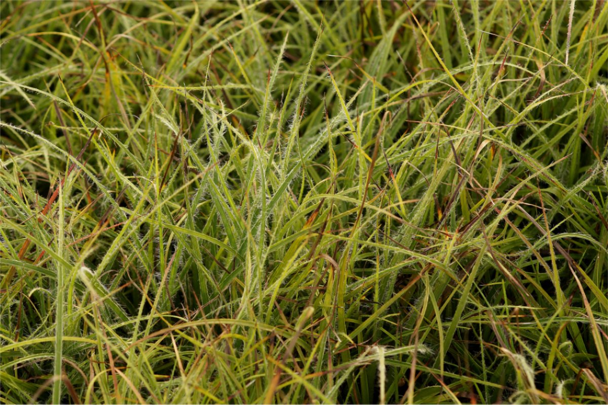 Luzula nivea