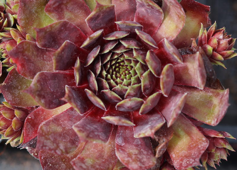 Sempervivum Hybride 'Red Cross'