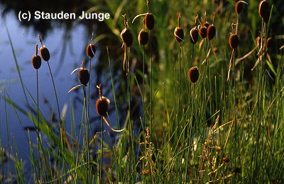 Typha minima