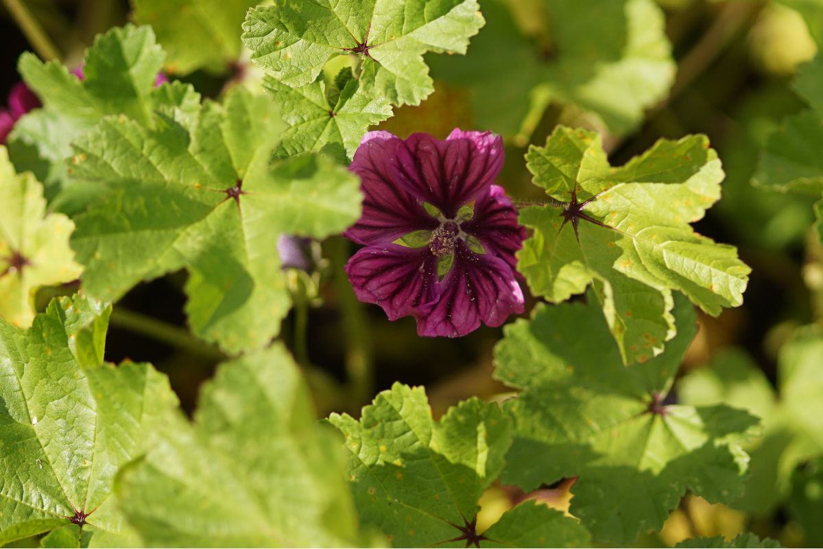 Malva sylvestris