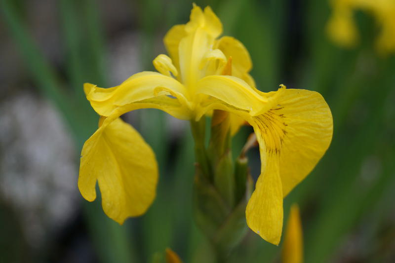 Iris pseudacorus