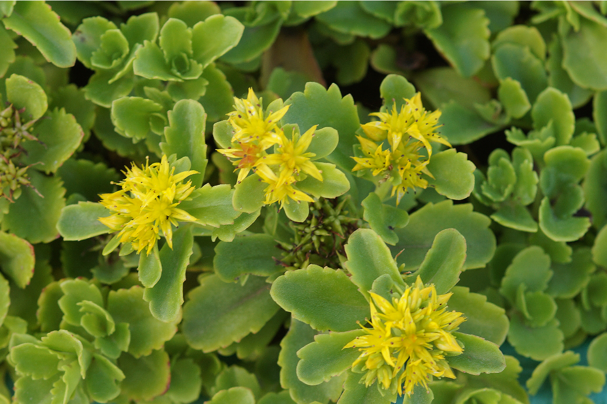 Sedum kamtsch.ellacombianum - Fettblatt, Fetthenne
