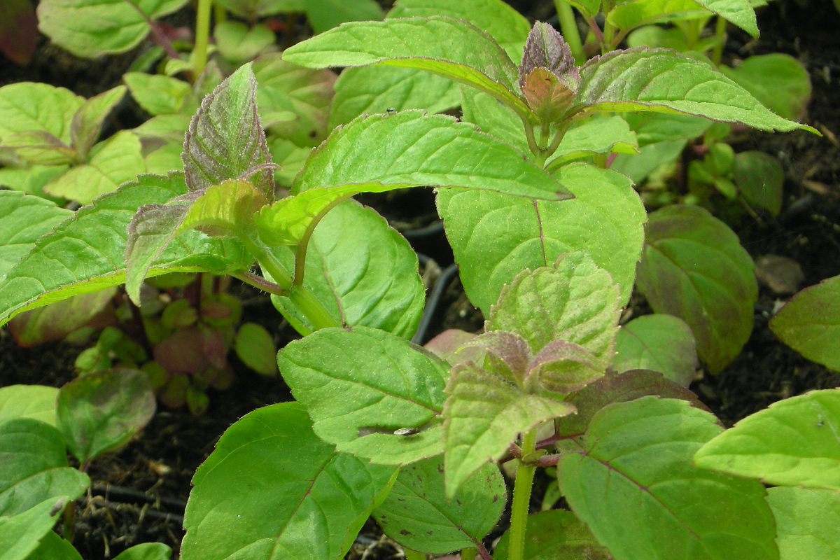 Monarda didyma