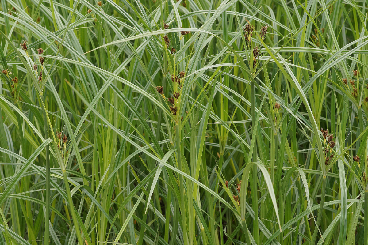 Cyperus longus