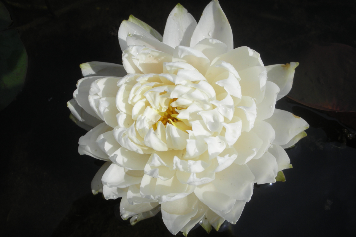 Nymphaea Hybride 'Gloire du Temple sur Lot'