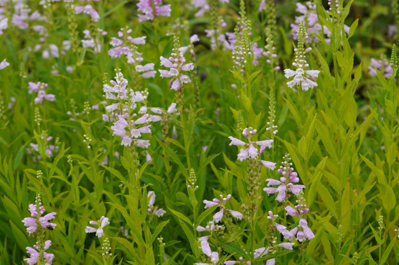 Physostegia virginiana 'Rosea' - Gelenkblume