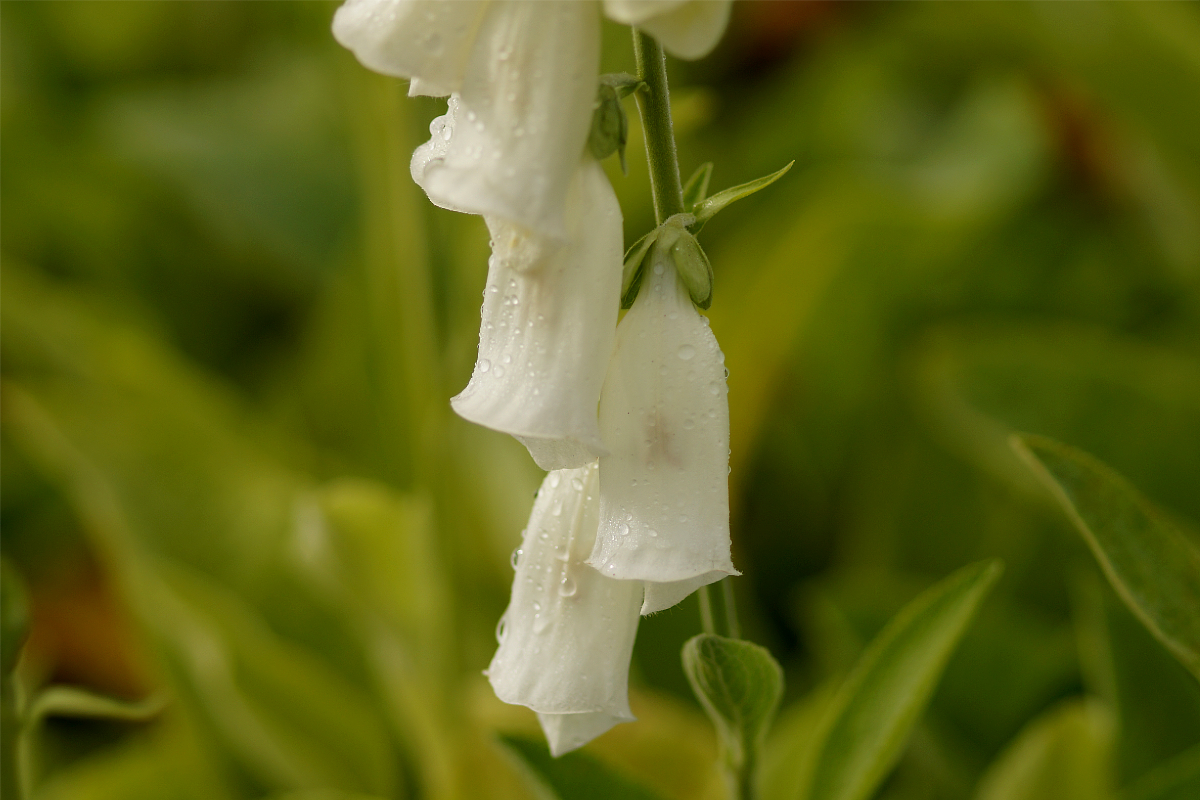 Digitalis purpurea 'Alba' - Garten-Fingerhut