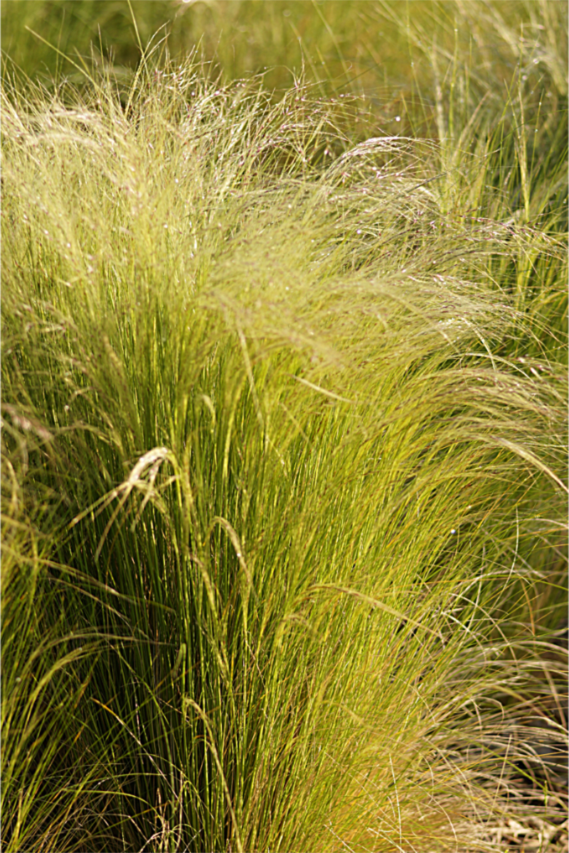 Stipa tenuissima (Nasella tenuissima) - Zartes Federgras