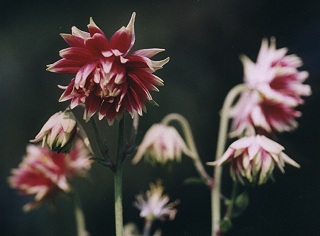 Aquilegia vulgaris plena 'Nora Barlow'