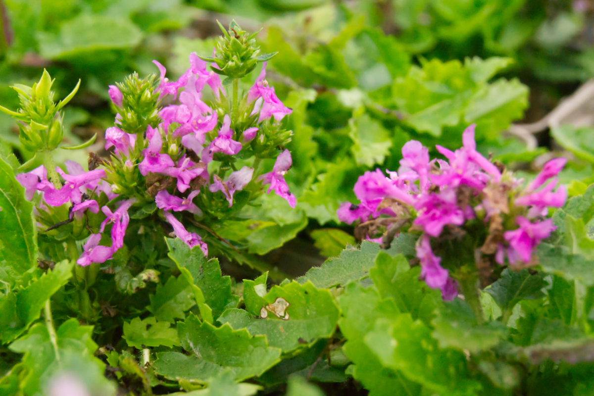 Betonica hirsuta 'Zwerg' (Stachys monnieri 'Zwerg')