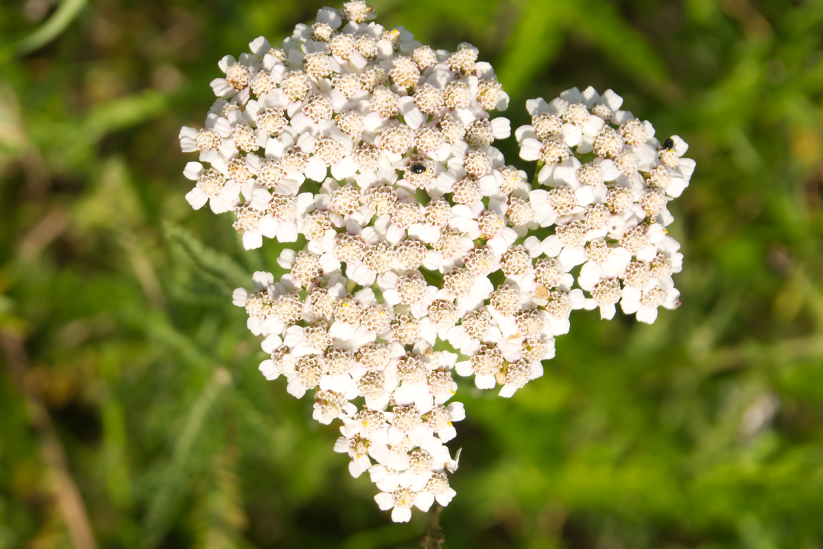 Achillea millefolium