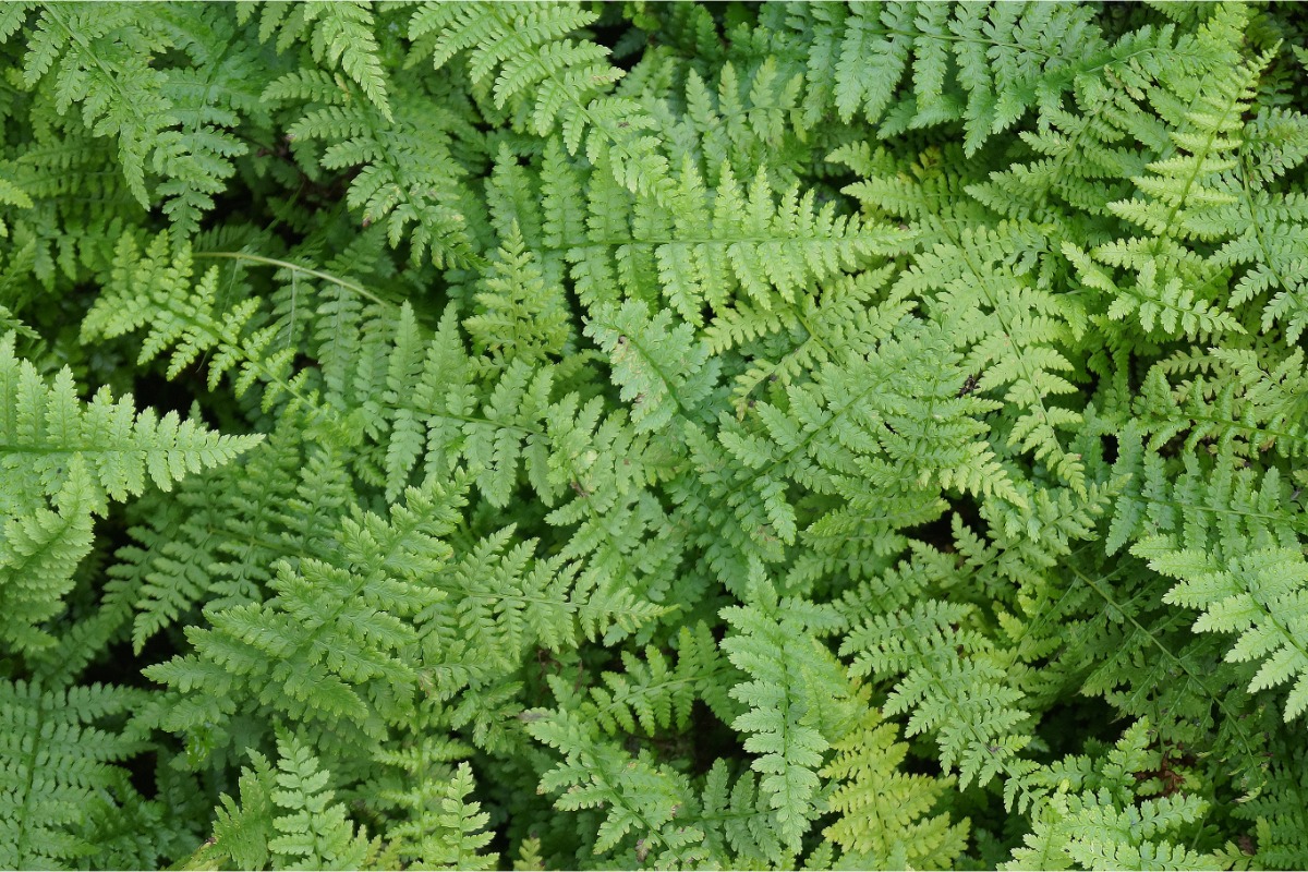 Athyrium filix-femina gen.
