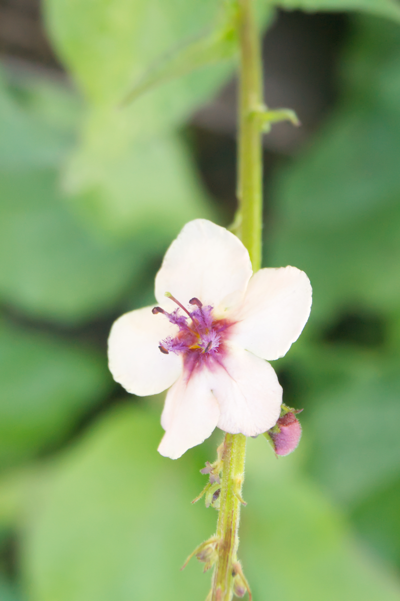 Verbascum hybridum 'Southern Charm'