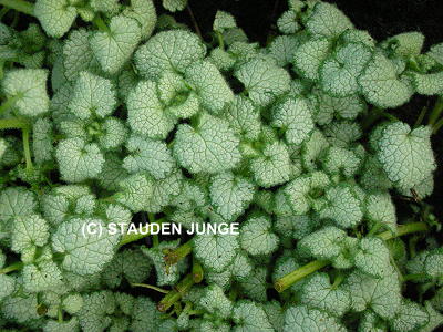 Lamium maculatum 'White Nancy' - Gefleckte Taubnessel