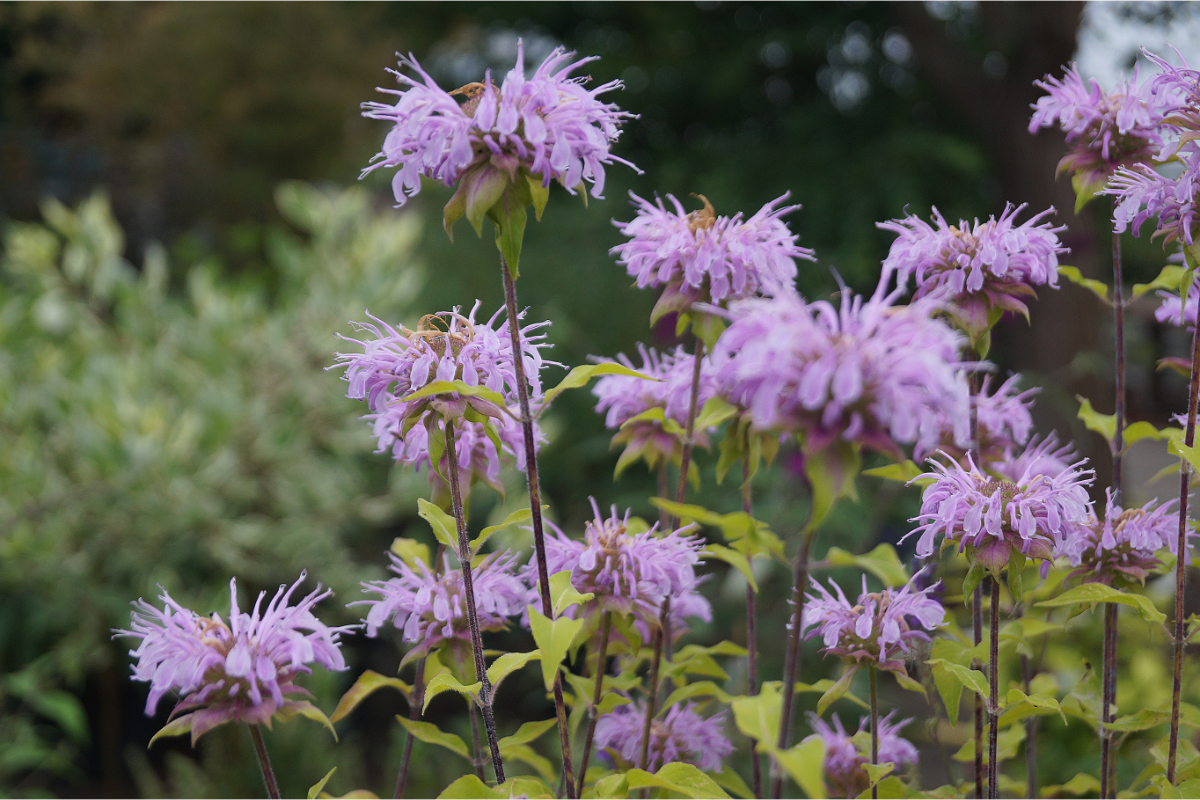 Monarda Fistulosa-Hybr. 'Elsies Lavender'