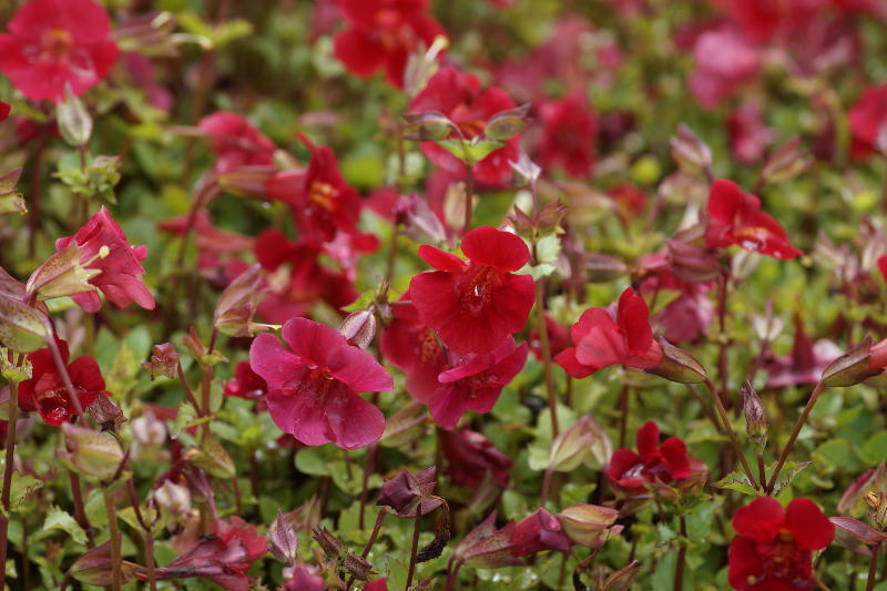 Mimulus cupreus 'Roter Kaiser'