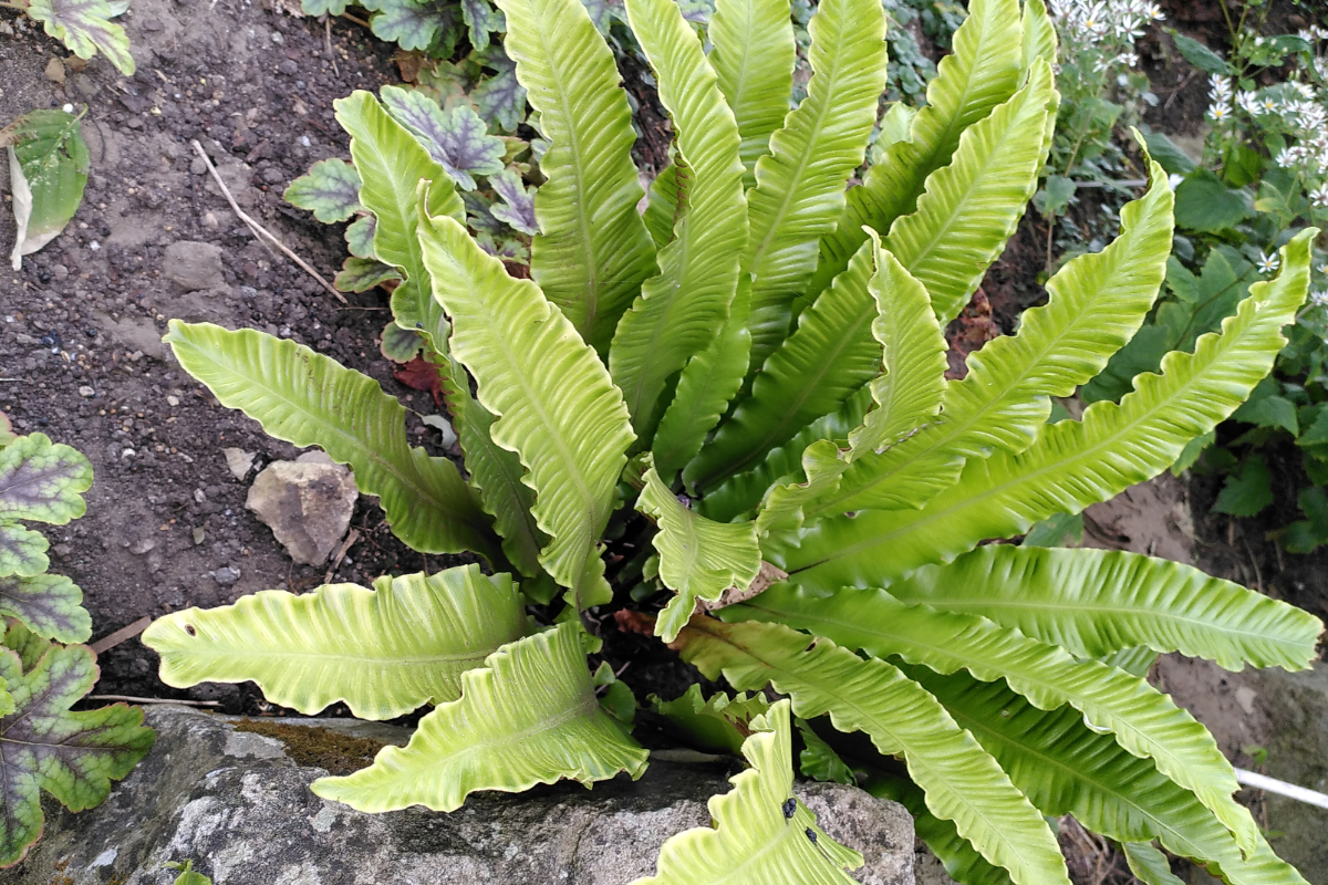 Asplenium (Phyllitis) scolopendrium (gen.) - Hirschzungenfarn