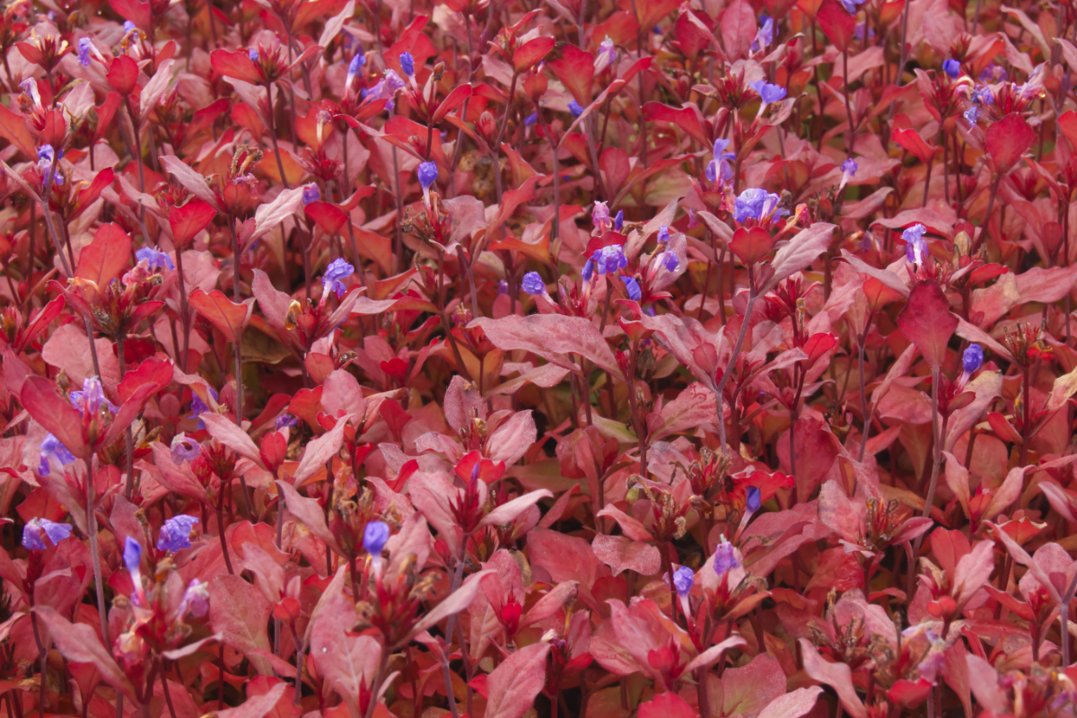 Ceratostigma plumbaginoides