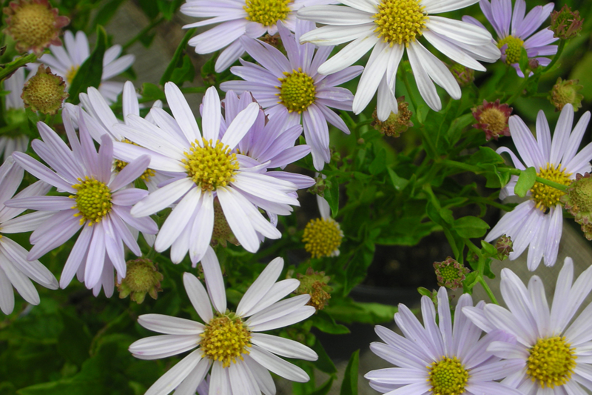 Kalimeris incisa 'Blue Star' - Schönaster
