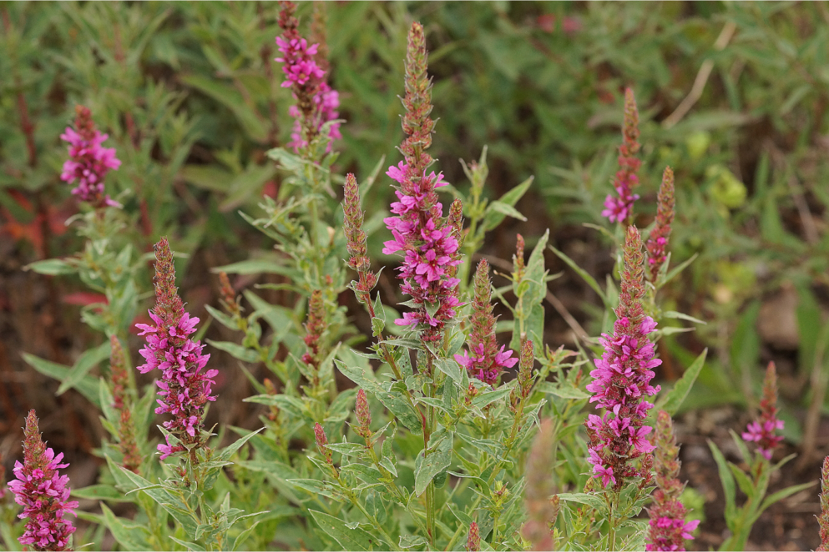 Lythrum salicaria 'Zigeunerblut' - Blut-Weiderich