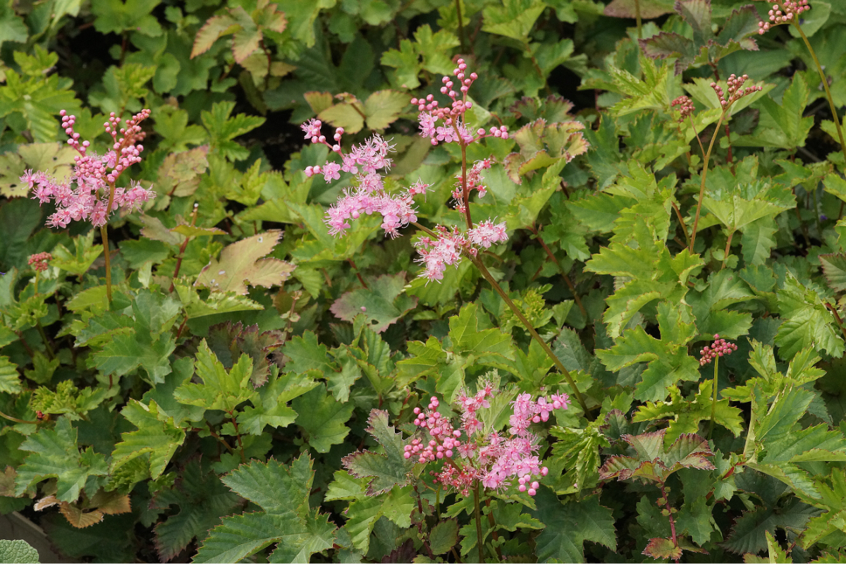 Filipendula palmata 'Kahome'