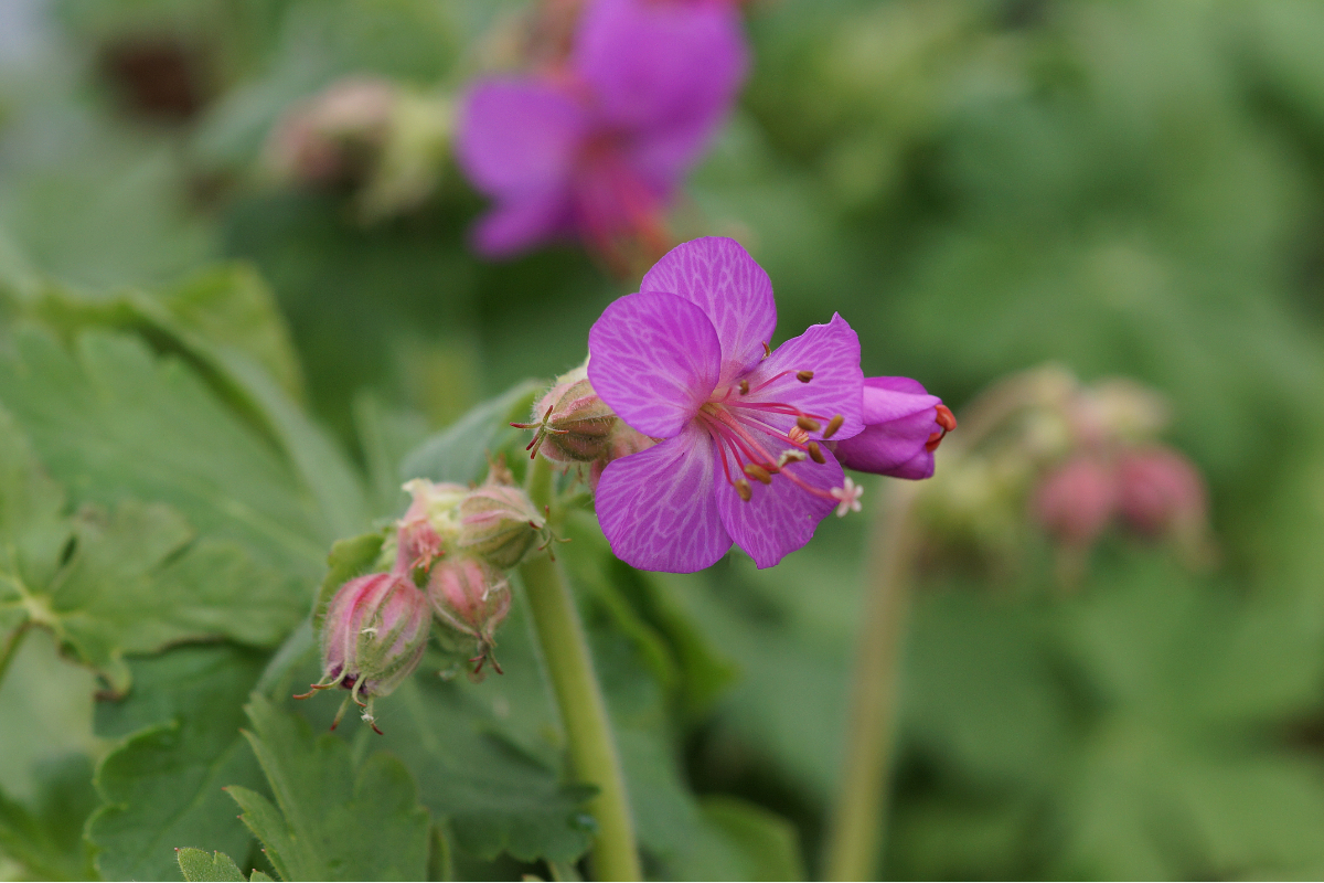 Geranium macrorrhizum - Balkan-Storchschnabel