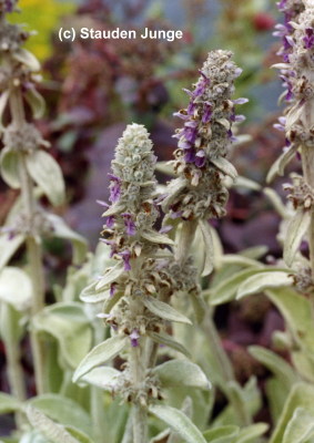 Stachys byzantina (lanata, olympicum) - Wollziest, Eselsohren