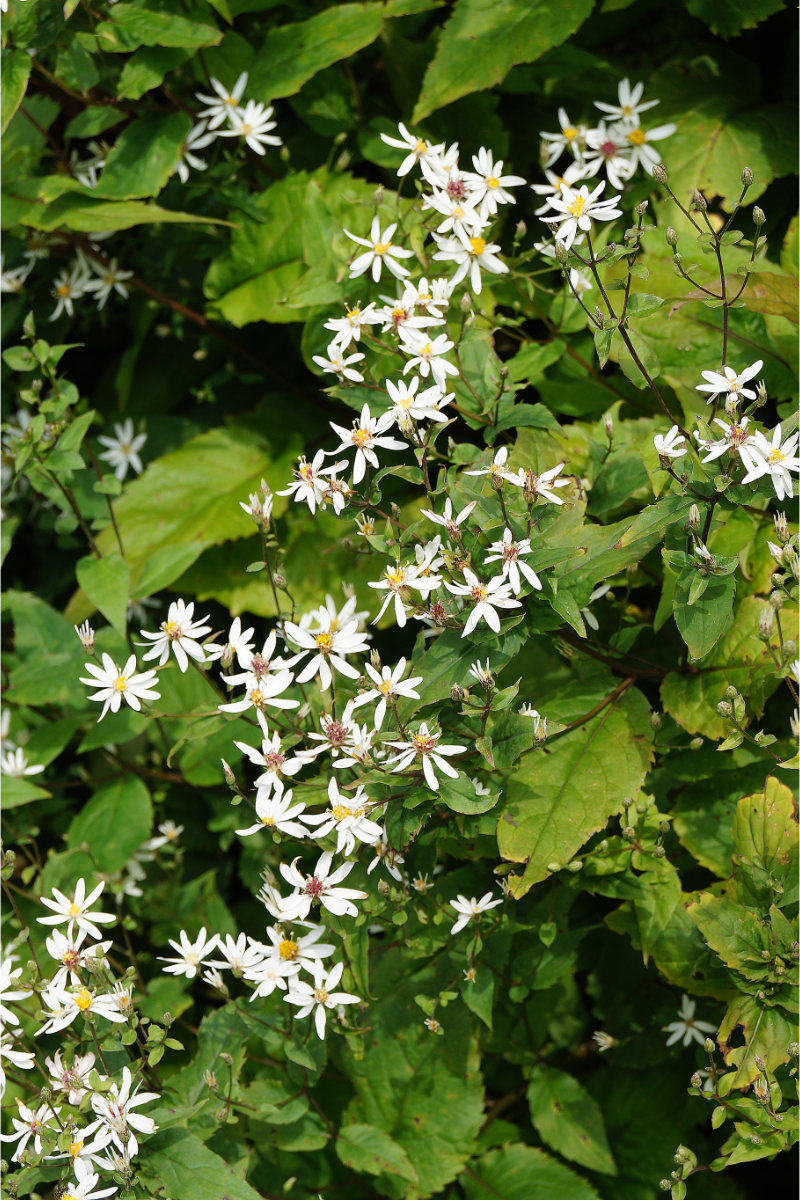 Aster divaricatus