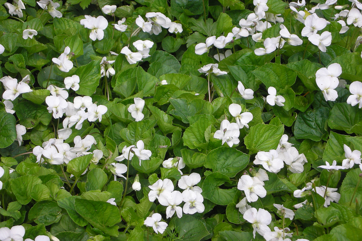 Viola sororia 'Albiflora'
