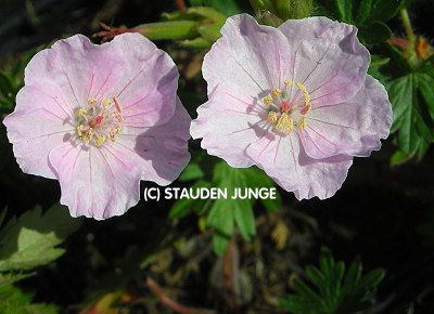 Geranium sanguineum 'Apfelblüte'