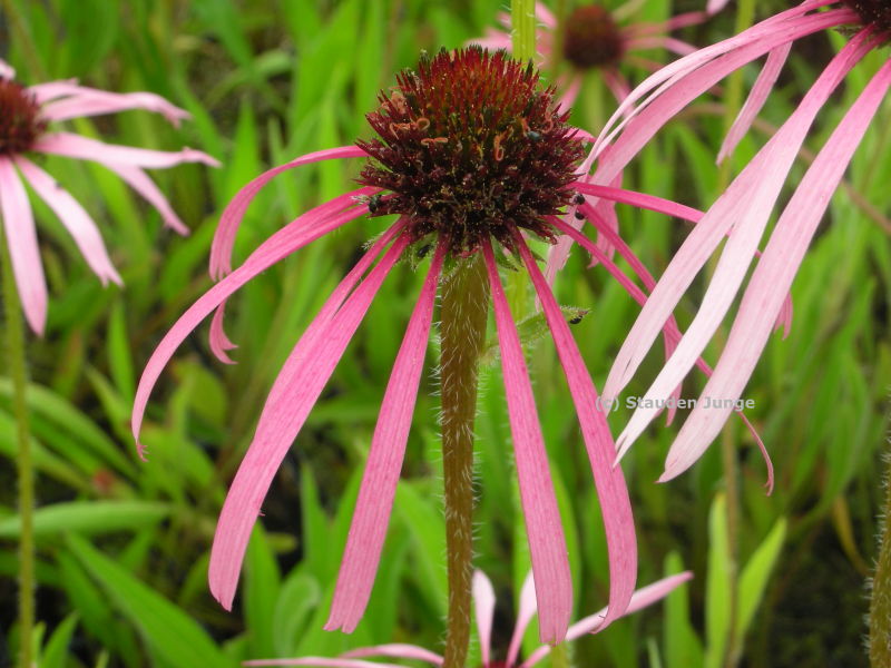 Echinacea pallida - Bleicher Sonnenhut, Prärie-Sonnenhut
