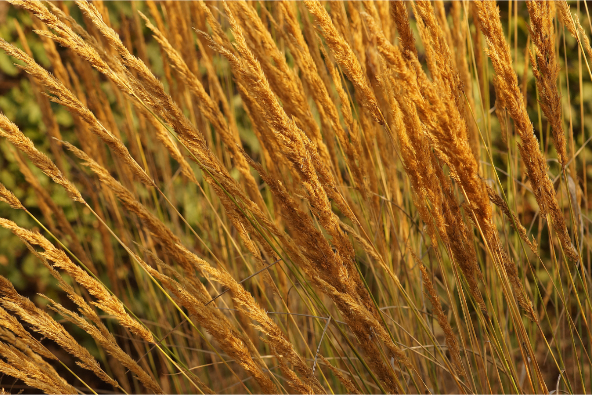 Calamagrostis acutiflora 'Karl Foerster'
