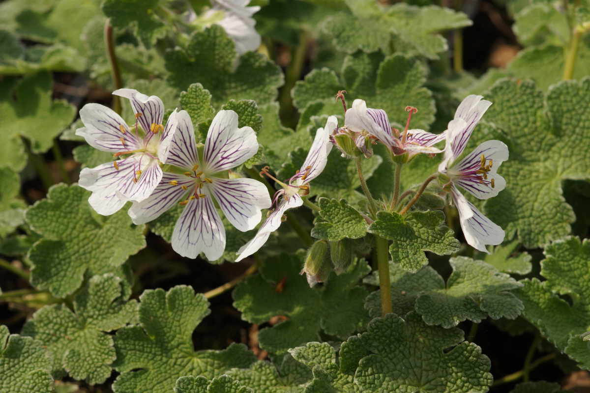 Geranium renardii - Kaukasus-Storchschnabel