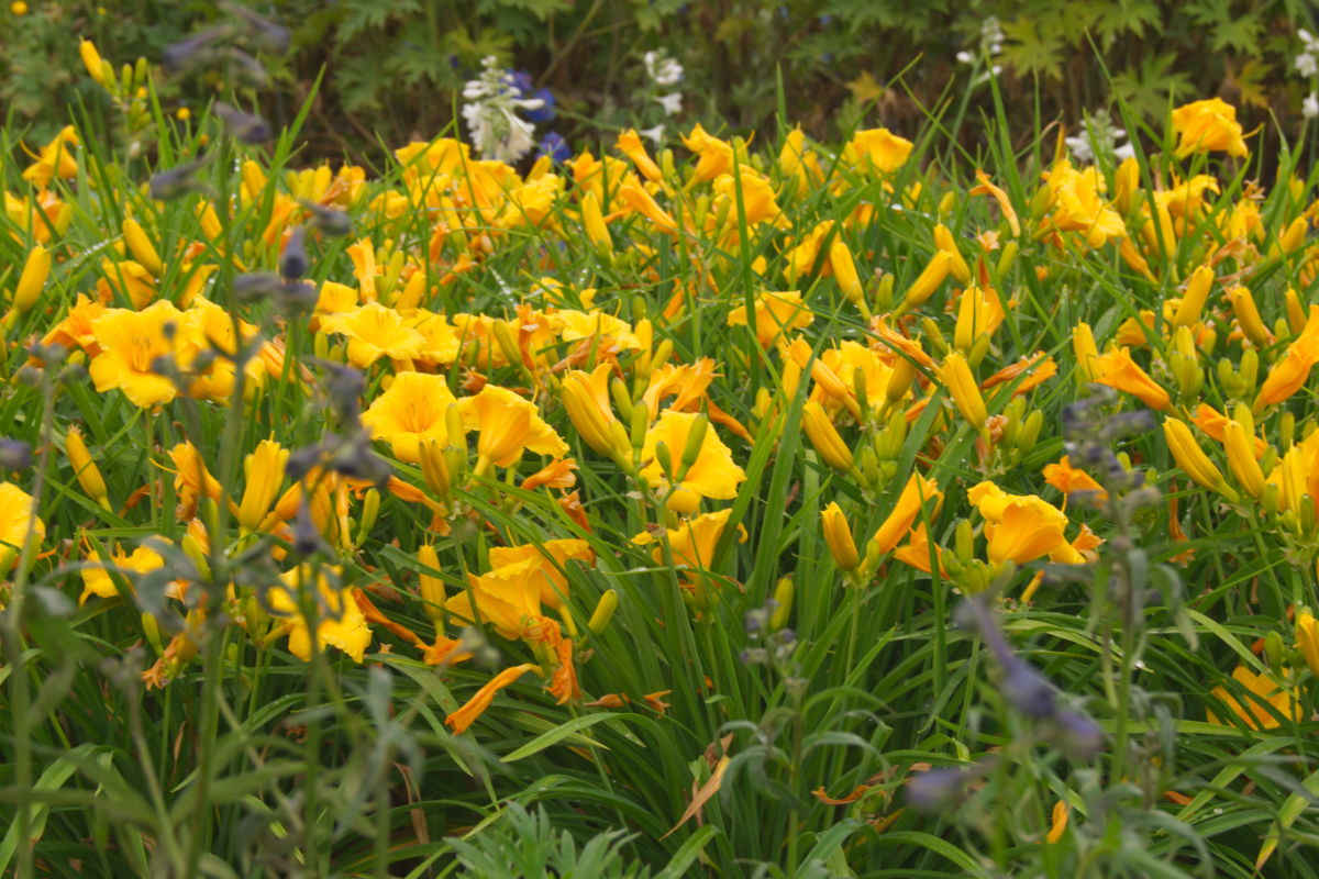 Hemerocallis Hybride 'Stella d'Oro'