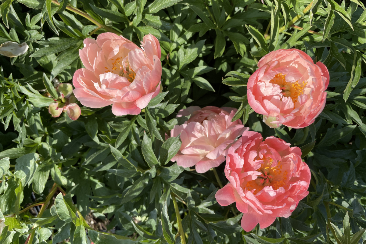 Paeonia Hybride 'Coral Sunset'