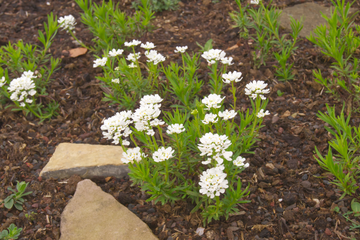 Iberis sempervirens 'Findel' - Schleifenblume