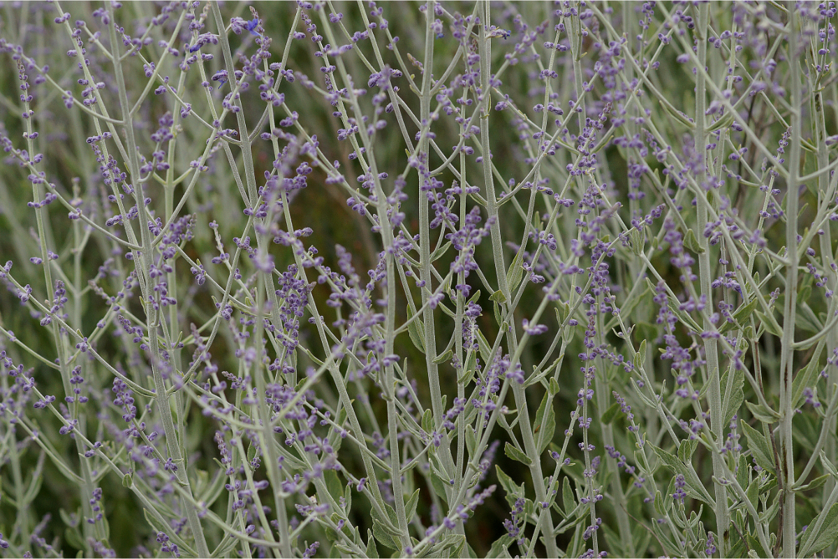 Perovskia abrotanoides 'Little Spire'