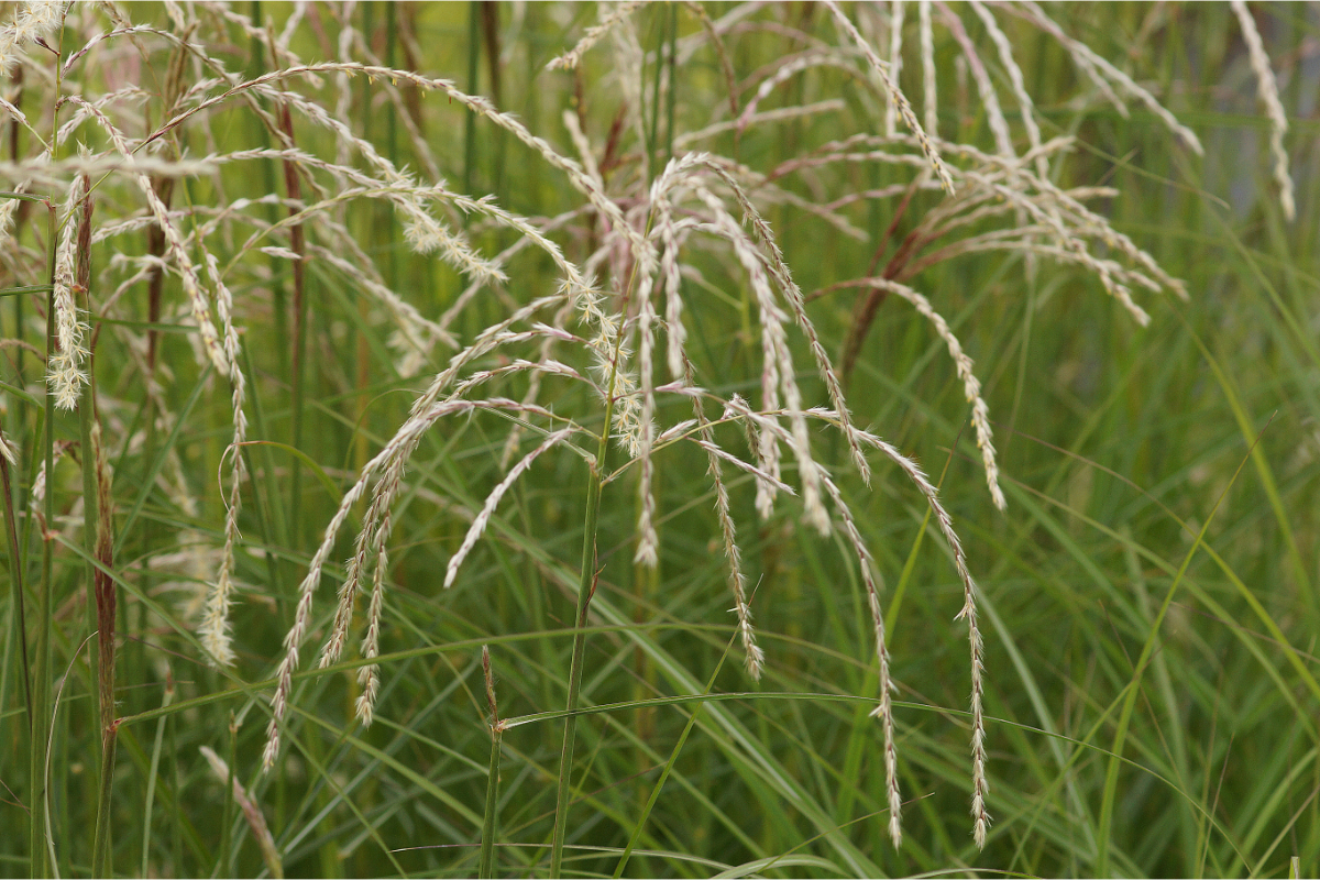 Miscanthus sinensis 'Kleine Fontäne'