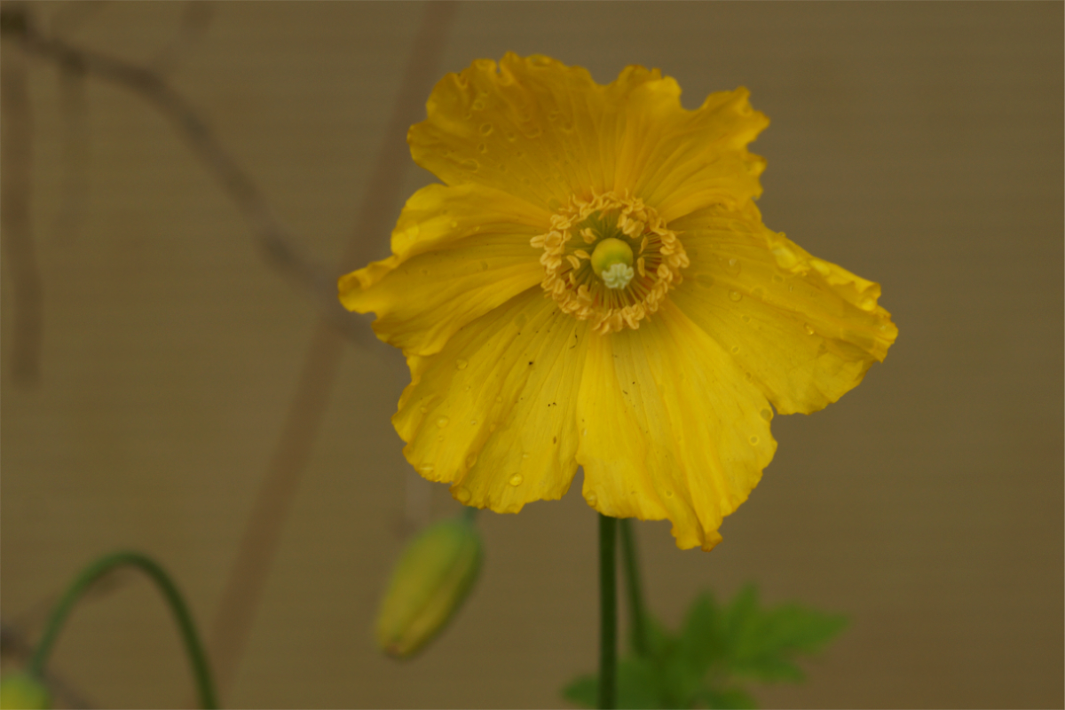 Meconopsis cambrica (Papaver cambricum)