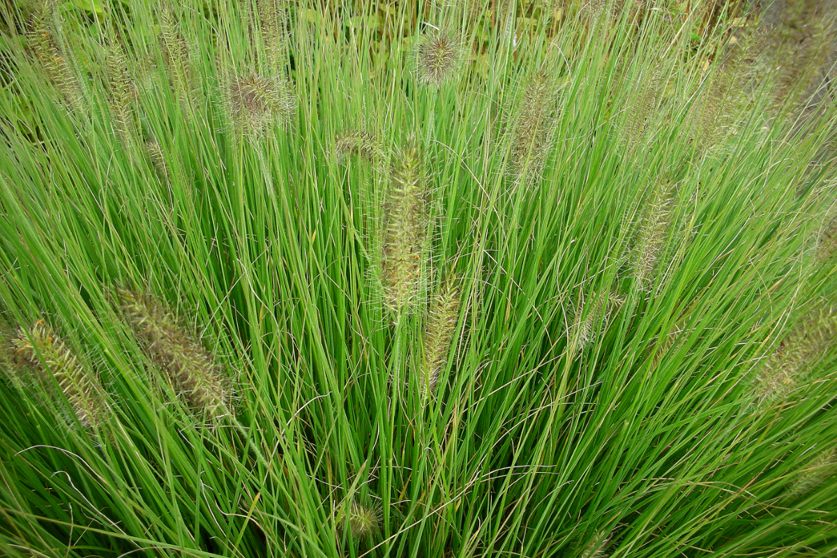 Pennisetum alopecuroides 'Hameln'